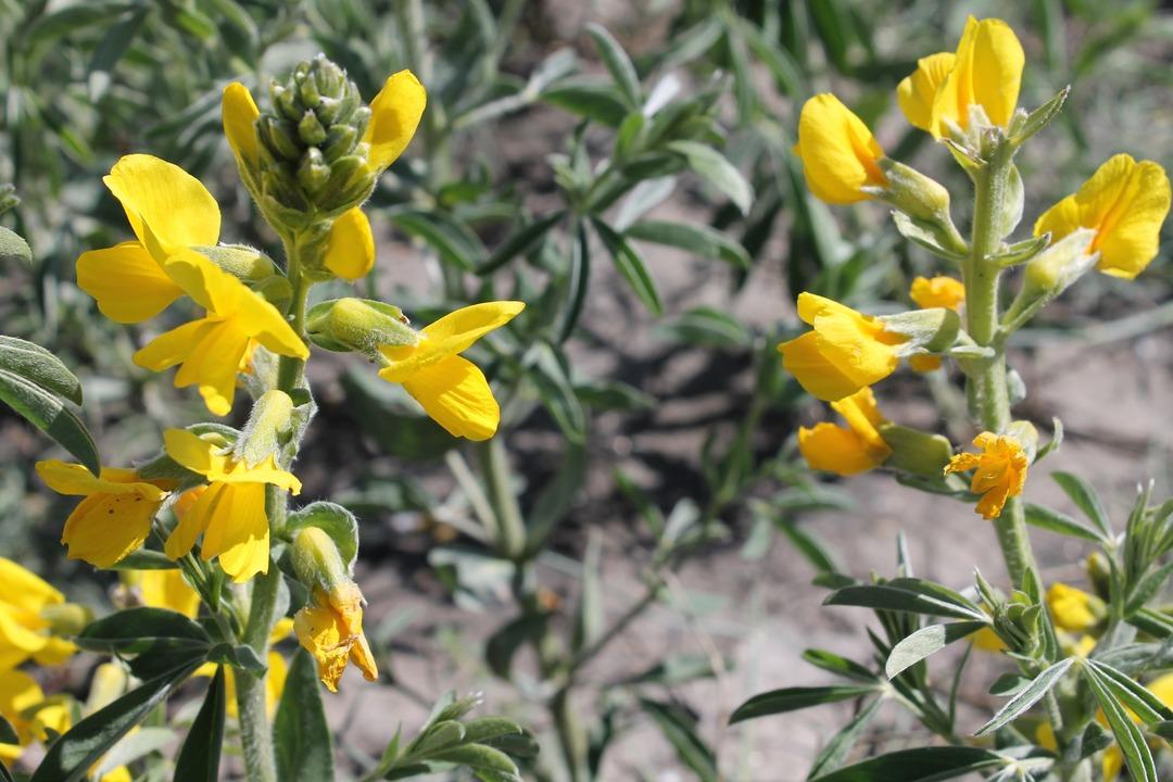 Bu &ccedil;i&ccedil;eği koparmanın cezası 60 bin lira
