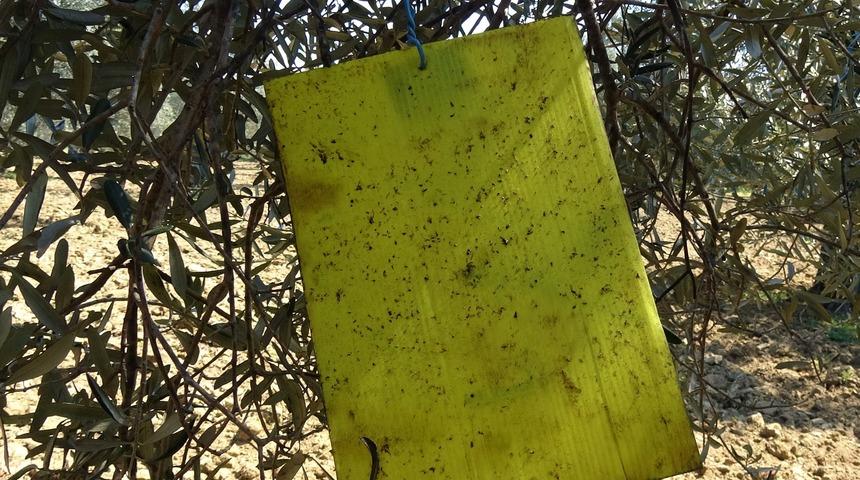 Sayıları artıyor! Edremit Körfezi'nde üreticide ‘zeytin sineği’ endişesi