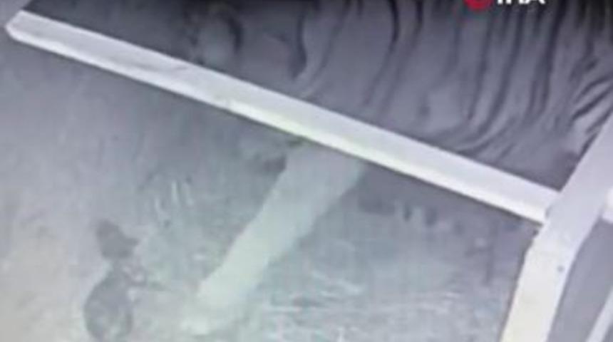 İstanbul'un ilk Bengal kaplanları dünyaya geldi