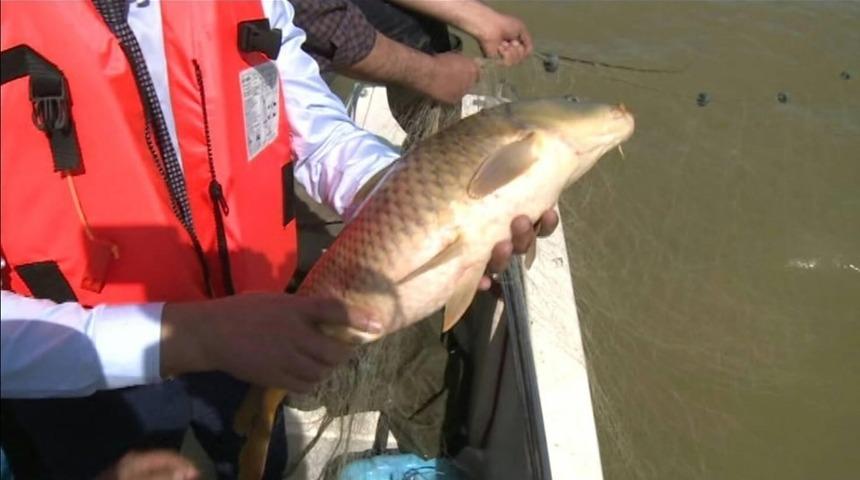 Ağlardan kurtarılan balıklar, suya bırakıldı