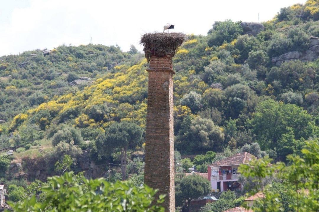 Aydın 235 yuvada 470 leyleğin sayımı yapıldı