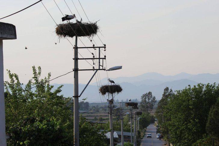 Son 10 yılda değiştiler! Artık leylekler... G3