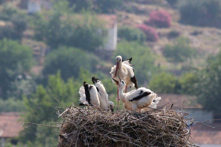 Son 10 yılda değiştiler! Artık leylekler... G4