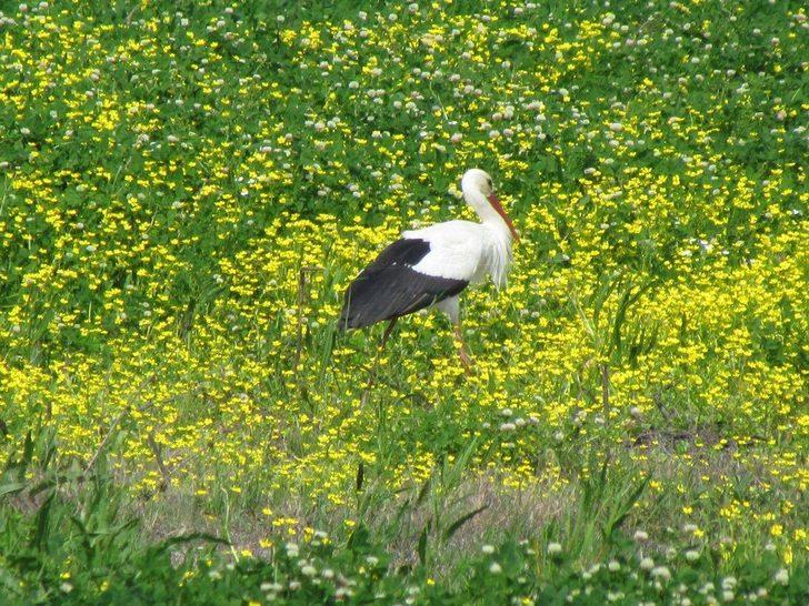 Son 10 yılda değiştiler! Artık leylekler... G5