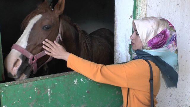 Fotoğraflarını çektikleri yarış atlarına elma ve şeker yedirdiler