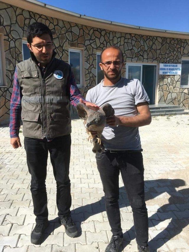 Van&rsquo;da yaralı bulunan kuşlar tedavi altına alındı 1
