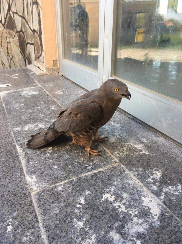 Van&rsquo;da yaralı bulunan kuşlar tedavi altına alındı 3