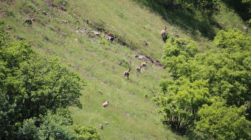 Elazığ&rsquo;da  dağ ke&ccedil;ileri izleme projeyi s&uuml;r&uuml;yor