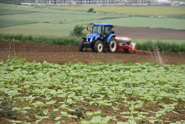 Ayçiçek tarlalarını 'köse' hastalığı vurdu