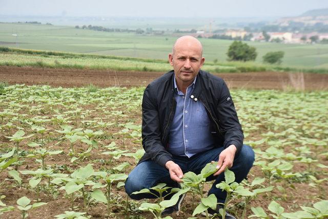 Ayçiçek tarlalarını 'köse' hastalığı vurdu