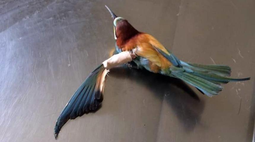 Yaralı arı kuşu tedavi edildi