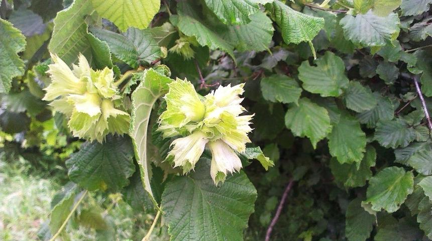 Üreticilere külleme hastalığı ve fındık kurdu uyarısı