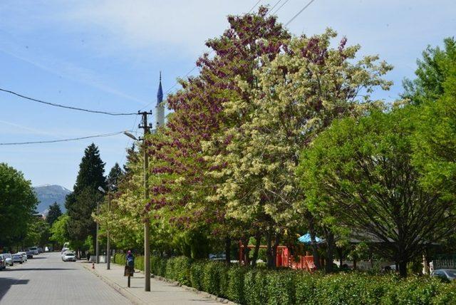 Gediz’de akasya ağaçları kokuları ile büyülüyor