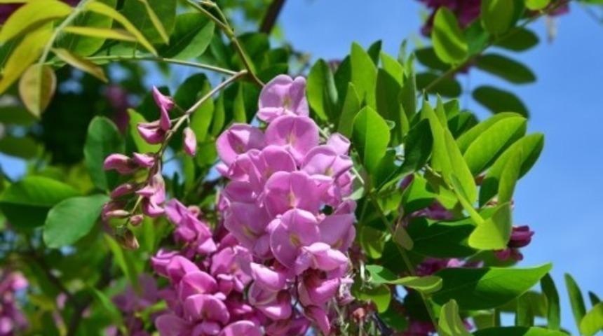 Gediz&rsquo;de akasya ağa&ccedil;ları kokuları ile b&uuml;y&uuml;l&uuml;yor