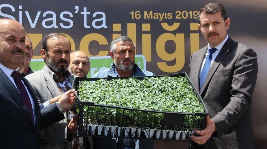 Sivas&rsquo;ta sebze fidesi dağıtıldı