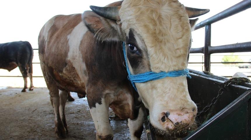 B&uuml;y&uuml;kbaş hayvan sayısı arttı