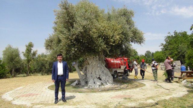 1300 yıllık anıt ağaç Cumhurbaşkanı Erdoğan’ı bekliyor