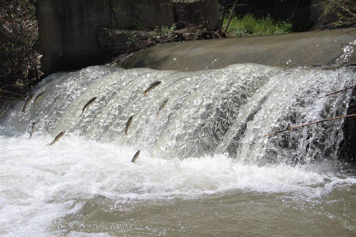 Sadece Van'da biliniyordu! Şimdi de Elazığ'da ortaya çıktı G1