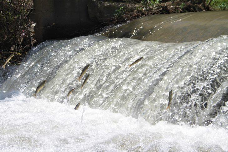 Sadece Van'da biliniyordu! Şimdi de Elazığ'da ortaya çıktı G2