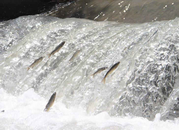 Sadece Van'da biliniyordu! Şimdi de Elazığ'da ortaya çıktı G3