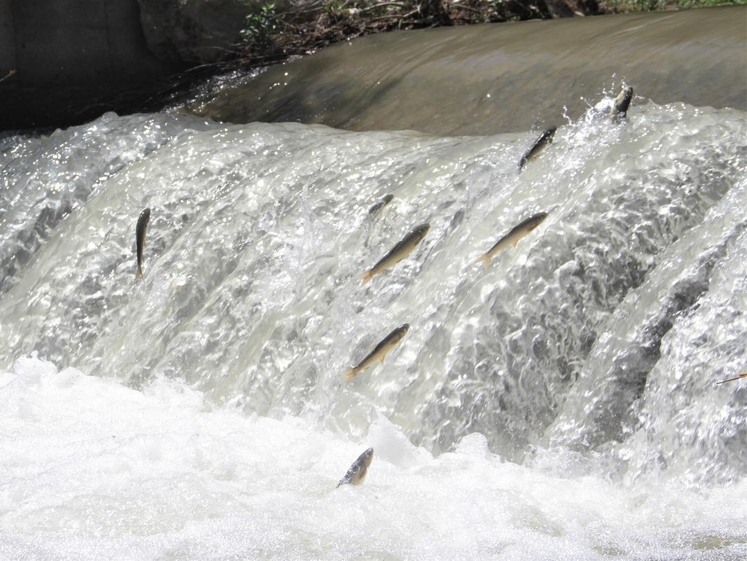 Sadece Van'da biliniyordu! Şimdi de Elazığ'da ortaya &ccedil;ıktı