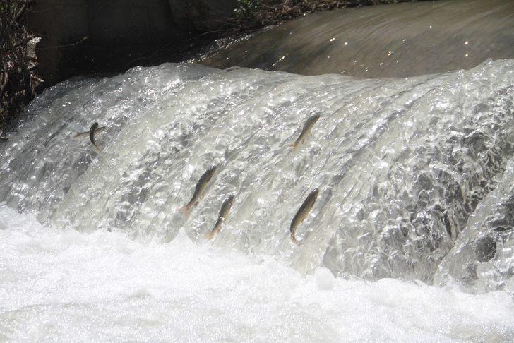 Sadece Van'da biliniyordu! Şimdi de Elazığ'da ortaya çıktı G5