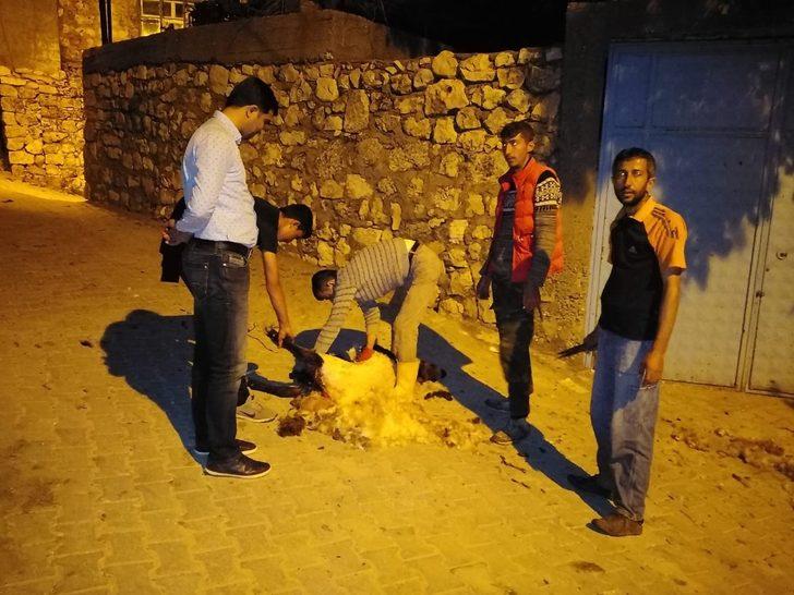 Gercüş’te koyun kırkma dönemi başladı G2