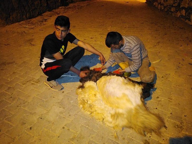 Gercüş’te koyun kırkma dönemi başladı G3