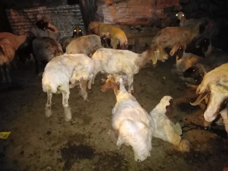 Gercüş’te koyun kırkma dönemi başladı G4