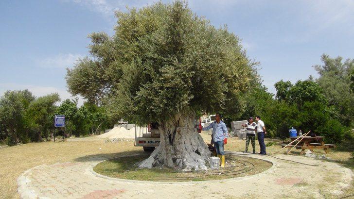1300 yıllık anıt ağaç Cumhurbaşkanı Erdoğan'ı bekliyor G2