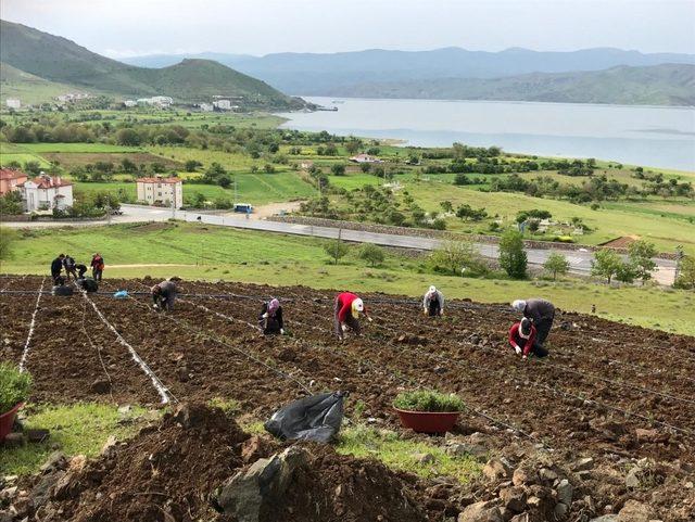 Pertek’te  lavanta ekimi yapıldı