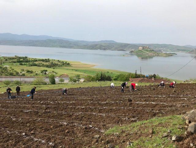 Pertek’te  lavanta ekimi yapıldı