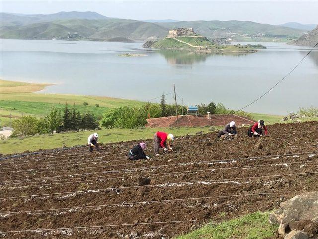 Pertek’te  lavanta ekimi yapıldı