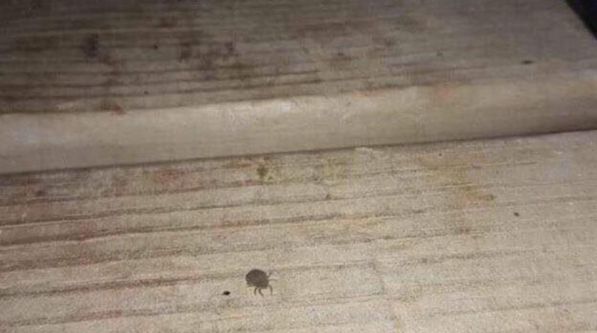 Mardin&rsquo;de kene paniği