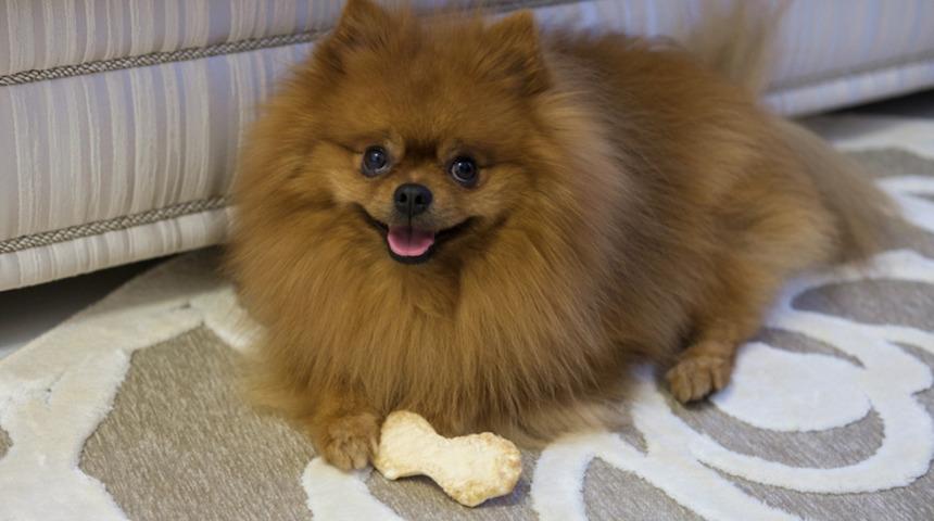 Pomeranian Boo özellikleri, bakımı ve fiyatı 