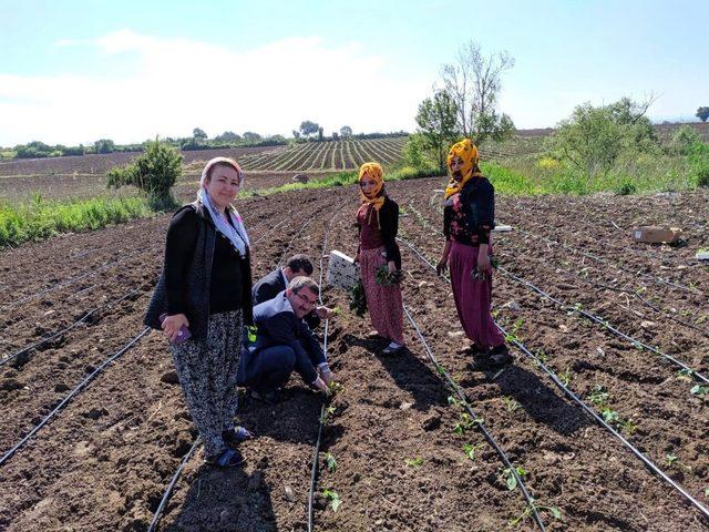 Bursa’da ilk kez Karacabey’de yetiştirilecek 1