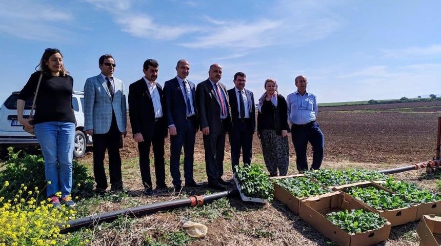 Bursa&rsquo;da ilk kez Karacabey&rsquo;de yetiştirilecek