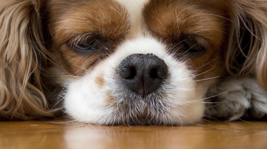 Üniversite kulübünün partisinde 10 aylık köpeğe zorla bira içirdiler