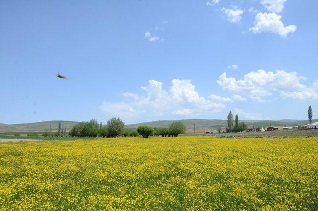 Darende sarıya boyandı