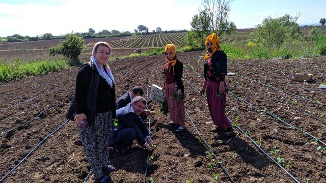 Ekinezya bitkisi Bursa'da ilk defa yetiştirilecek