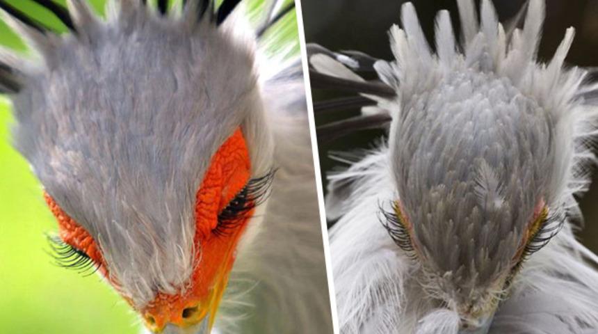 Film yıldızı gibi! Zerafetinin altındaki gerçek kan dondurdu