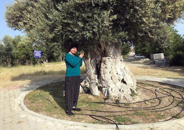 İşte Cumhurbaşkanı Erdoğan'ın bahsettiği o zeytin ağacı