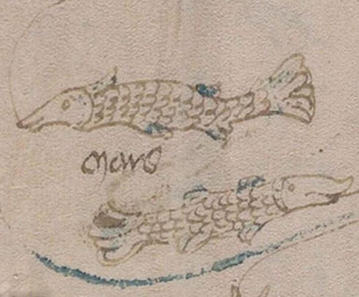  Dünyanın en gizemli kitabı Voynich El Yazması deşifre edildi!  G4