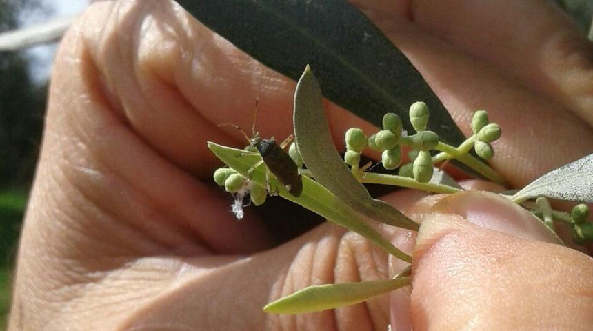 Bu b&ouml;ceğe dikkat! &Uuml;reticilere uyarı yapıldı