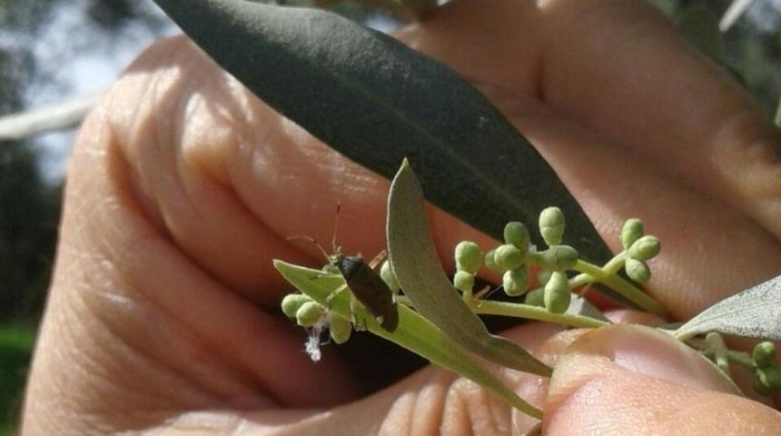 Üreticiler bu böceğe karşı uyarıldı