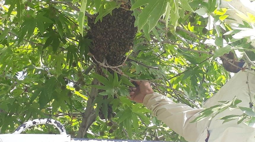 Firar eden arıları itfaiye sahibine teslim etti