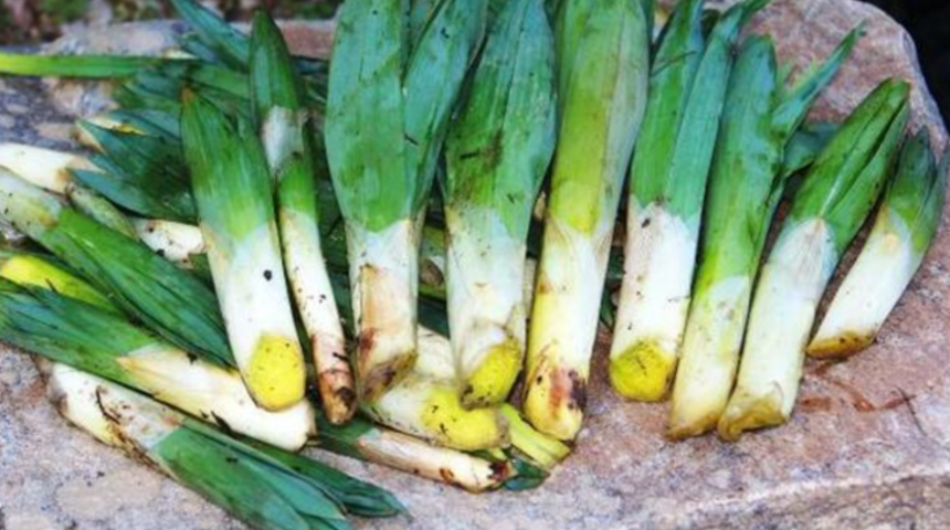 Yabani pırasa olarak da biliniyor: Çiriş otunun sağlığımıza olan 7 faydası