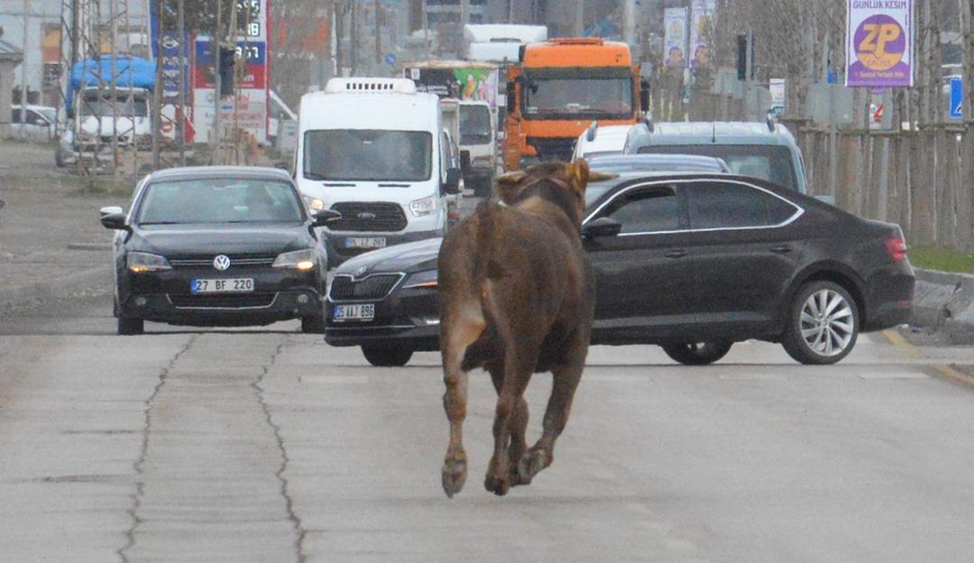 Erzurum'u birbirine katan olay! Saatlerce peşinden koştular ama... 