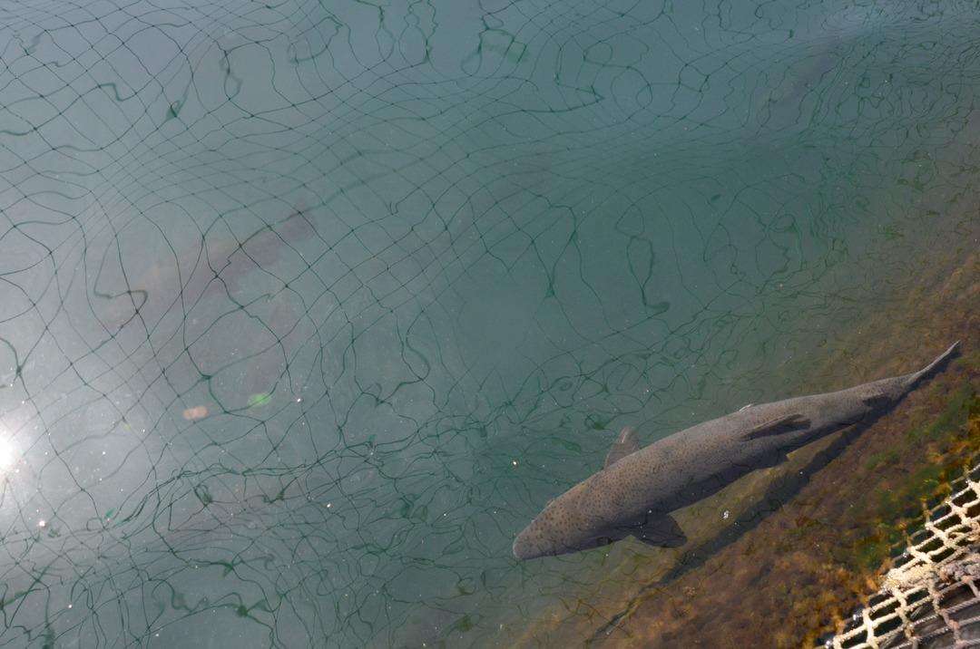 Ordu&rsquo;da &uuml;retiliyor! Ruslar ve Japonlar peşinde