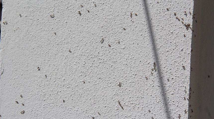 Mahalleyi sinek bastı